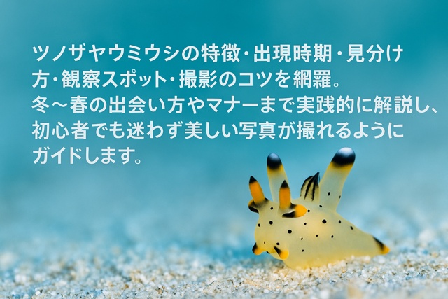 yellow sea slug closeup