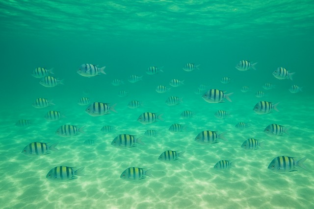 school-of-sergeant-major-fish-over-sandy-seabed