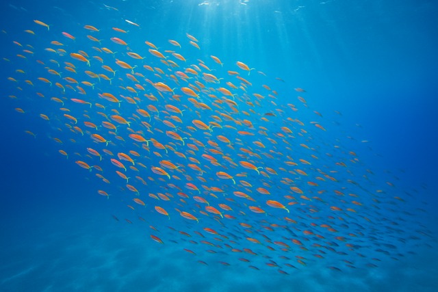 tropical-fish-school